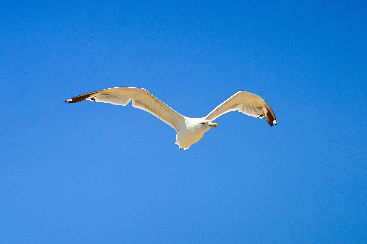 Photo of a seagull flying in a beautiful blue sky