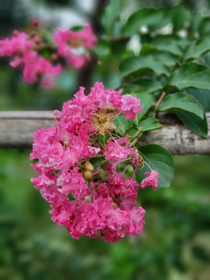 Several small pink flowers are beautiful under the open sky in the natural environment. photo