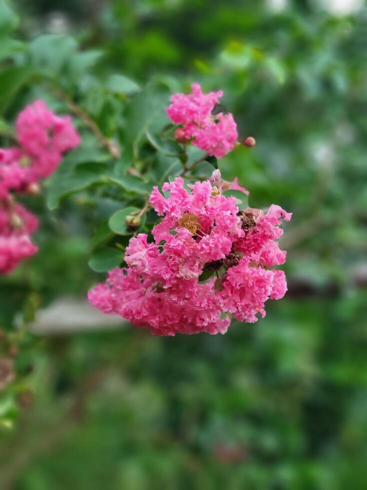 Several small pink flowers are beautiful under the open sky in the natural environment. photo