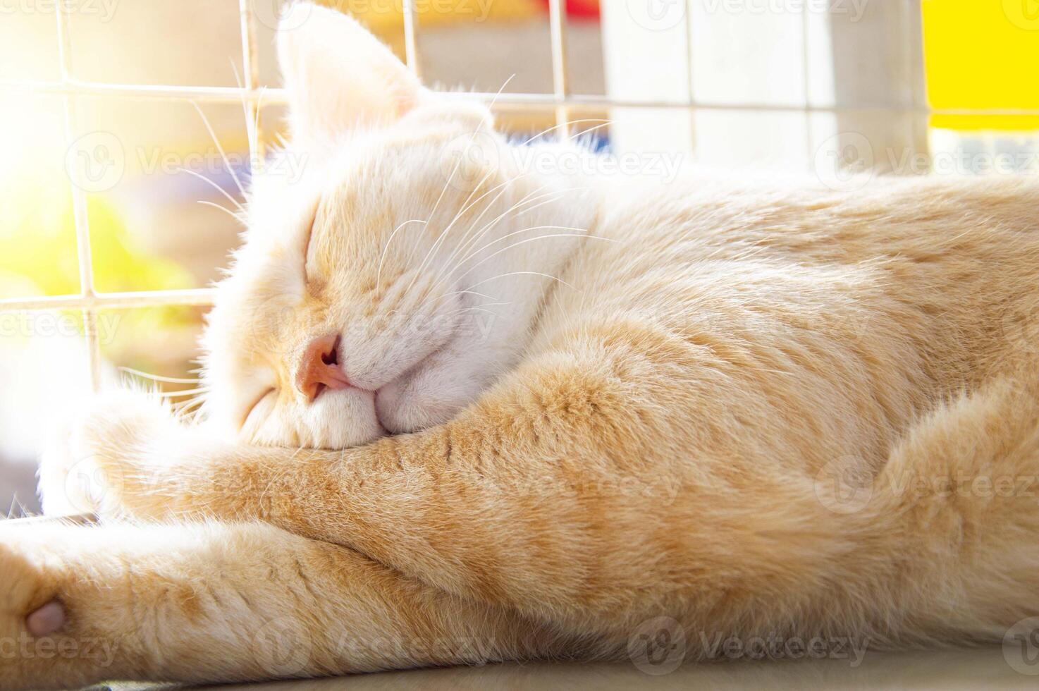 Close-up of a cat sleeping comfortably photo