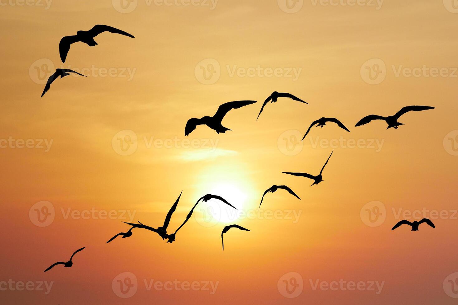 Flock of Birds Silhouetted Against a Vibrant Sunset Sky Over the Ocean photo
