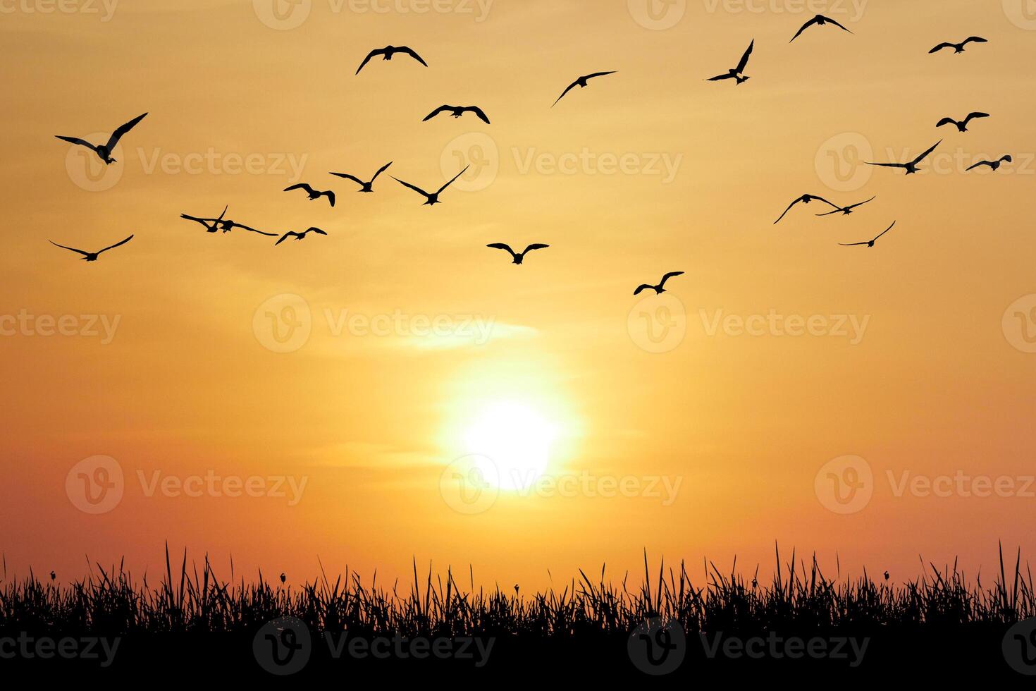 Serene Sunset with Silhouetted Birds Flying Over Grassy Horizon in a Tranquil Sky photo