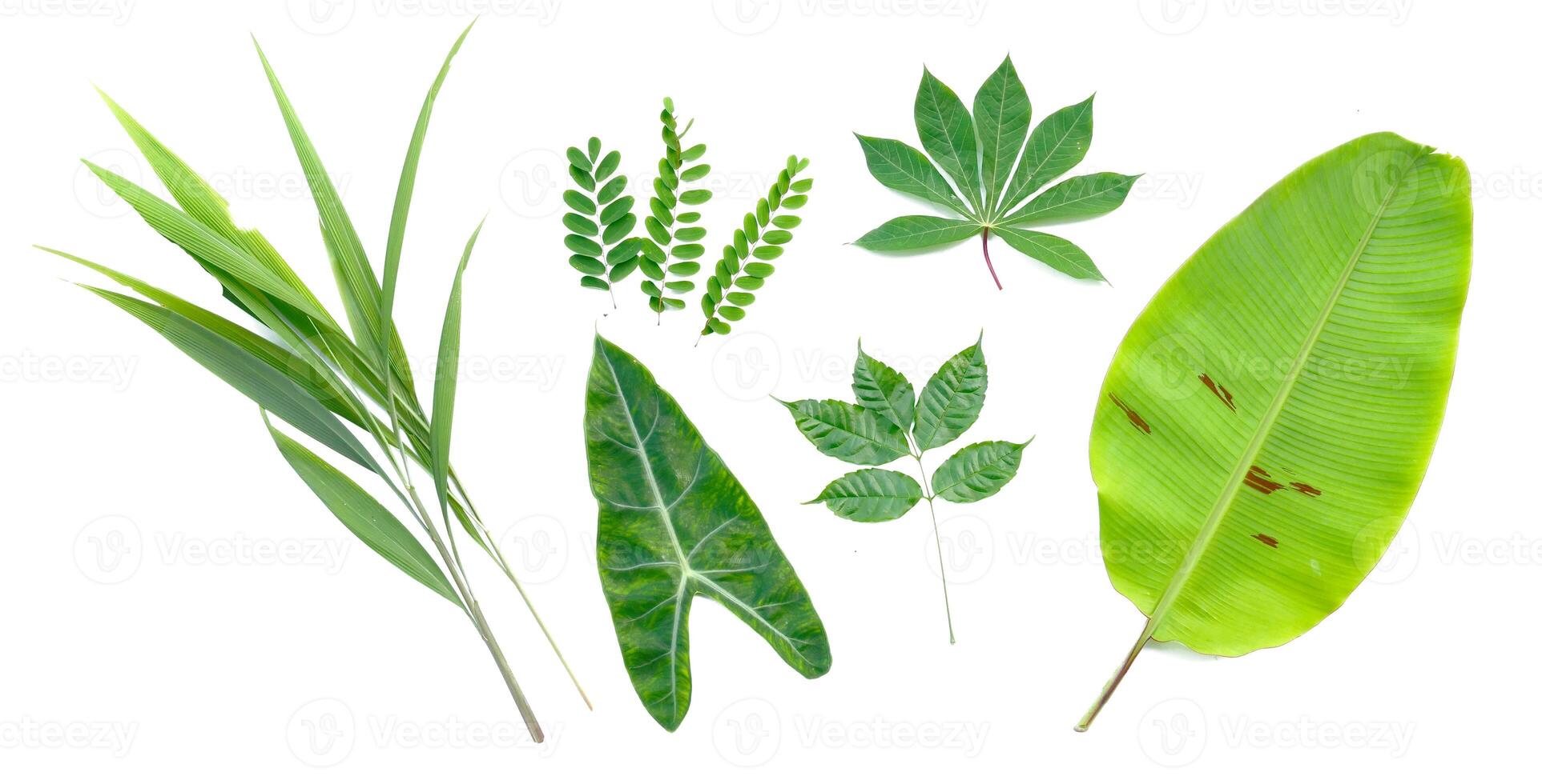 Assorted Tropical and Exotic Leaves Isolated on White Background for Botanical and Nature Projects photo