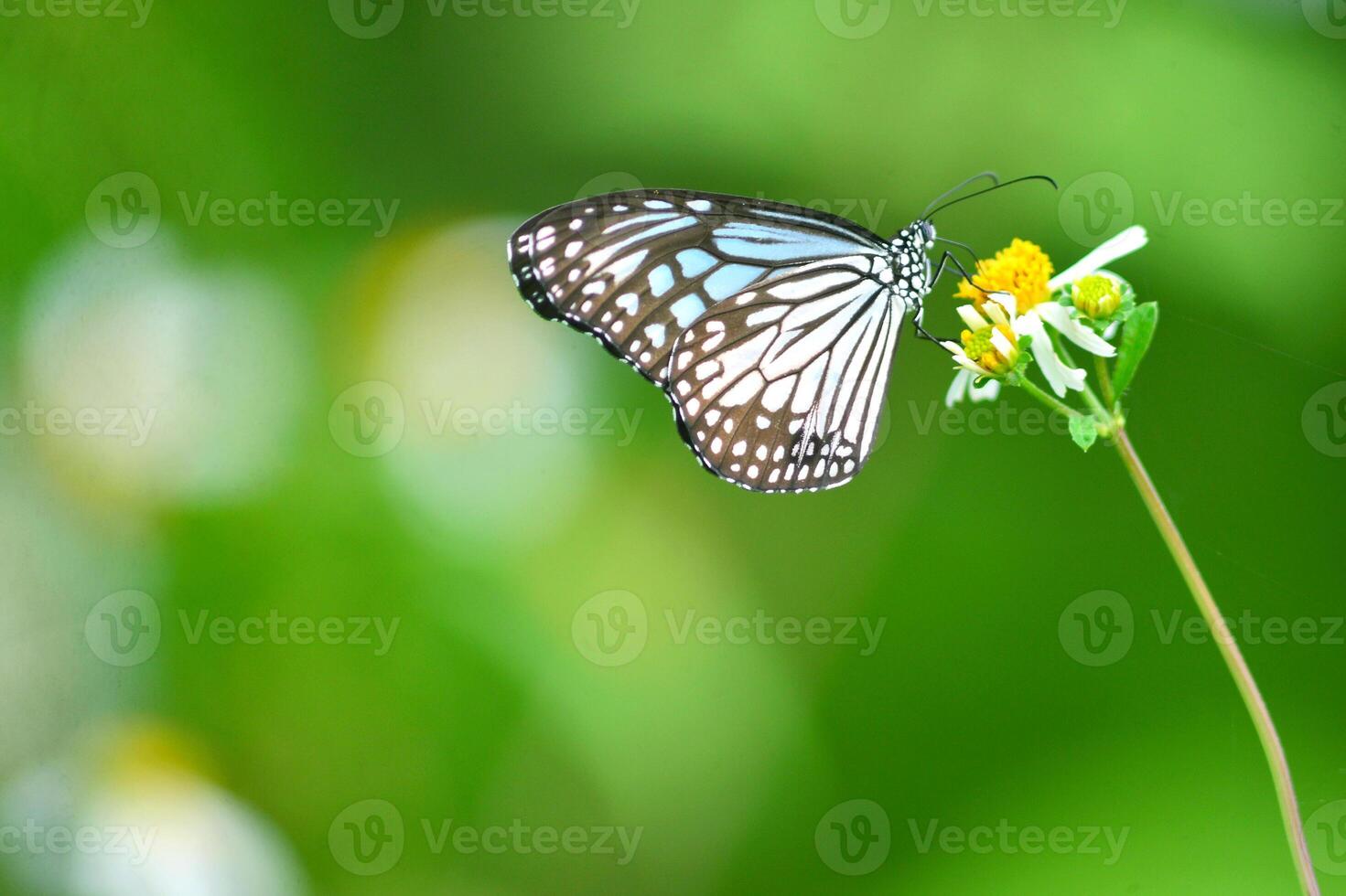Beautiful Black and Blue Butterfly on a White Flower with Green Blurred Background photo
