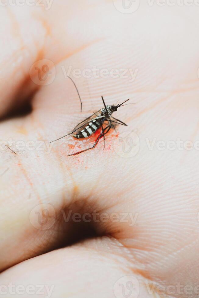 Close-Up of Mosquito on Human Skin with Red Bite Mark and Detailed Insect Features photo