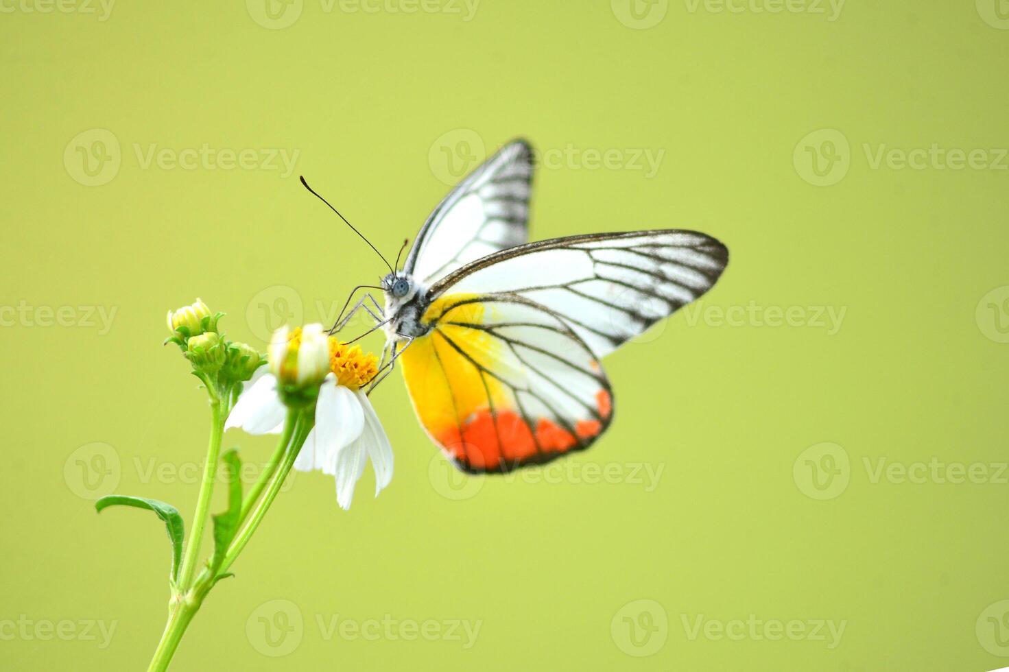 Beautiful Butterfly Resting on a White Flower Against a Soft Green Background in Nature photo