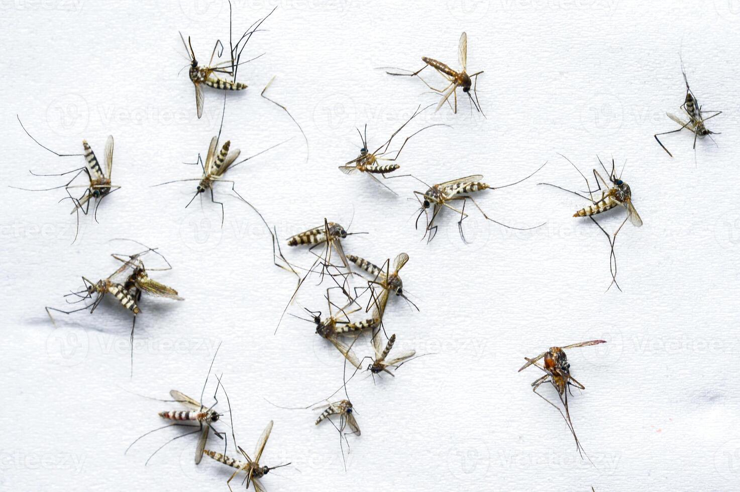 Close-Up of Multiple Mosquitoes on White Background Highlighting Insect Details and Patterns photo