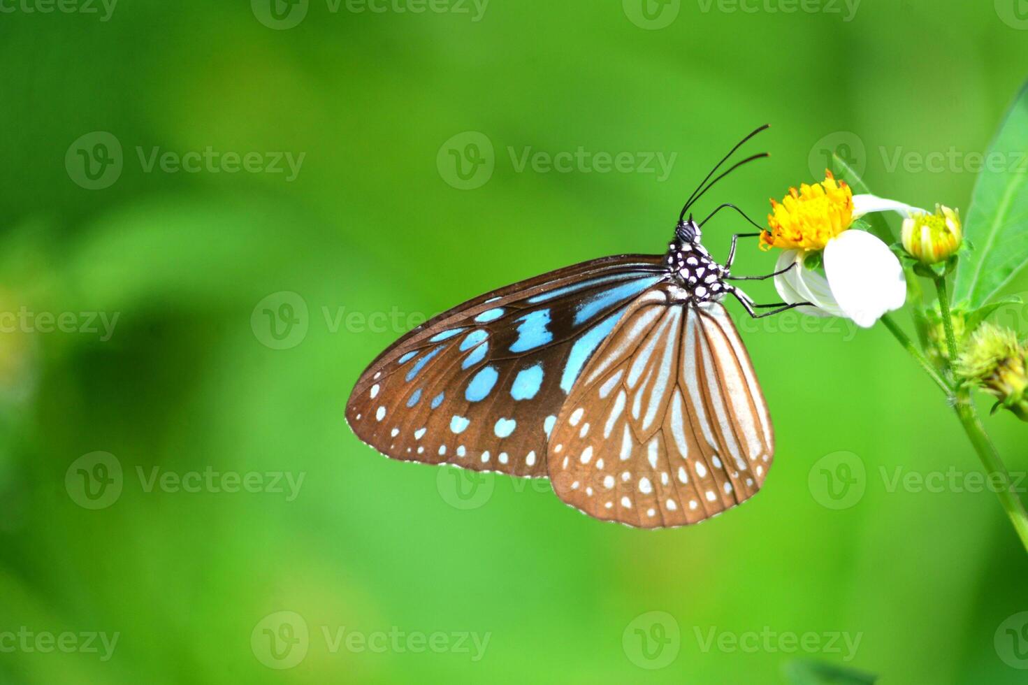 Beautiful Blue and Brown Butterfly on a White Flower with Green Background in Nature photo