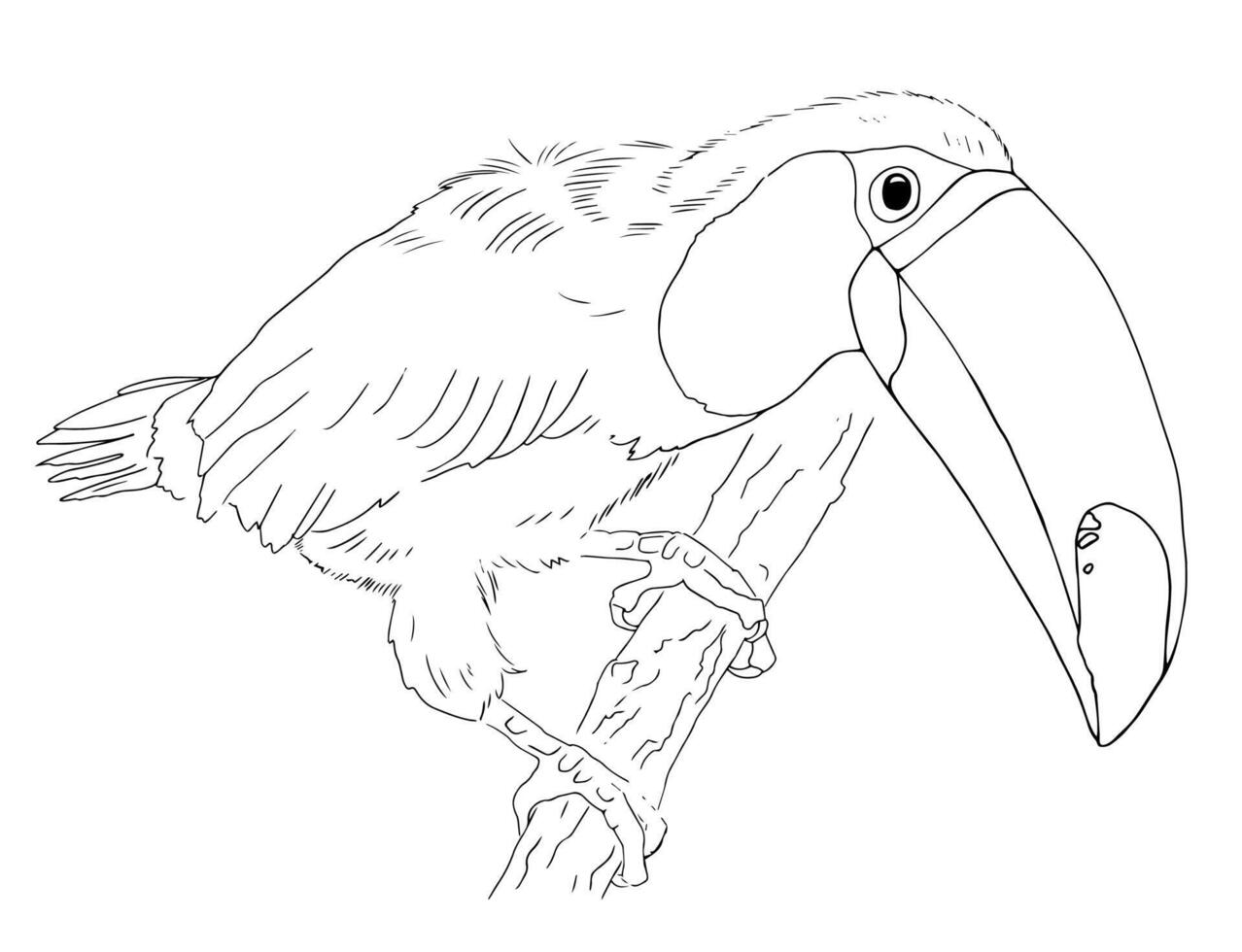 Hand-drawn toucan on a branch. Black and white line sketch. flat illustration. vector