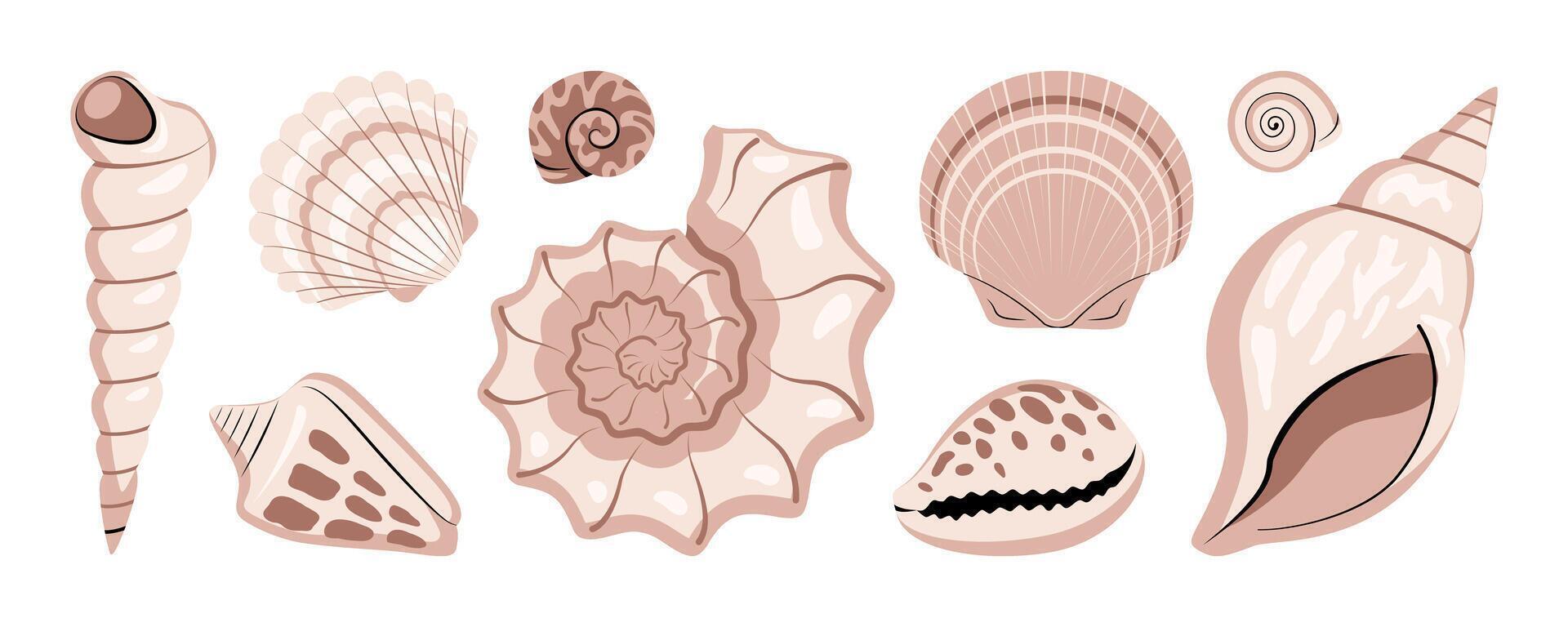 Sea shells collection isolated on white background. vector