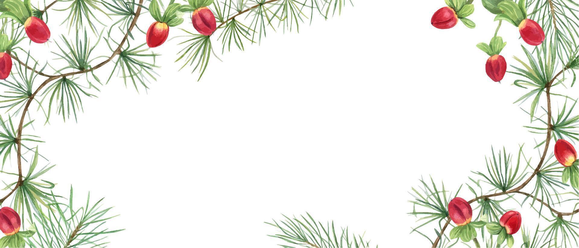 Evergreen. Larch, red berries. Pine and St Johns wort berry. Christmas long horizontal frame with empty space for text. Watercolor illustration. For Xmas greeting card, holiday designs, banner vector