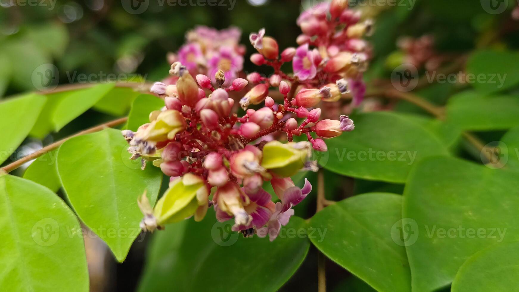 Small pink flowers that have not yet bloomed photo