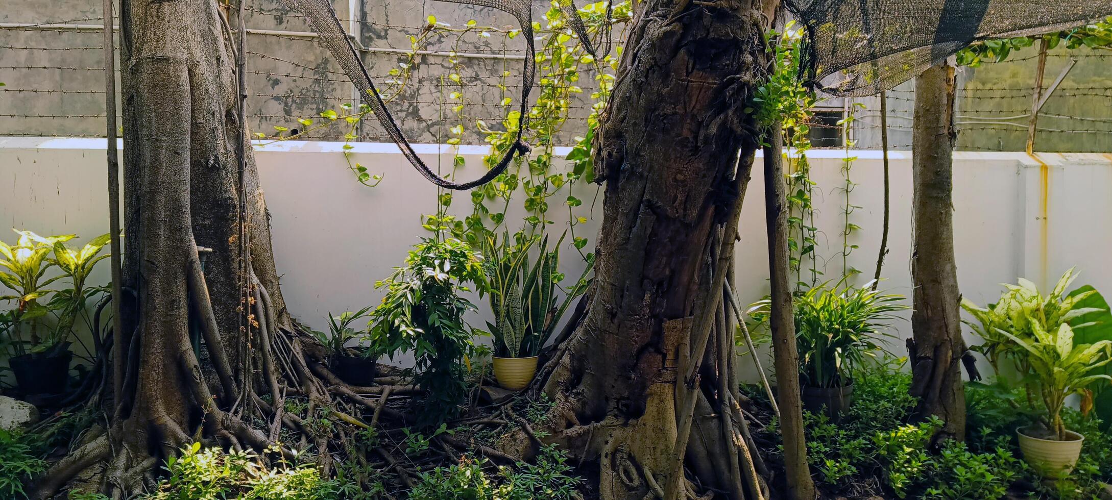 Old tree trunk with strong roots photo