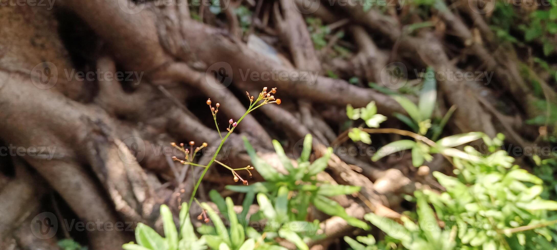 Tree roots and small plants nearby photo