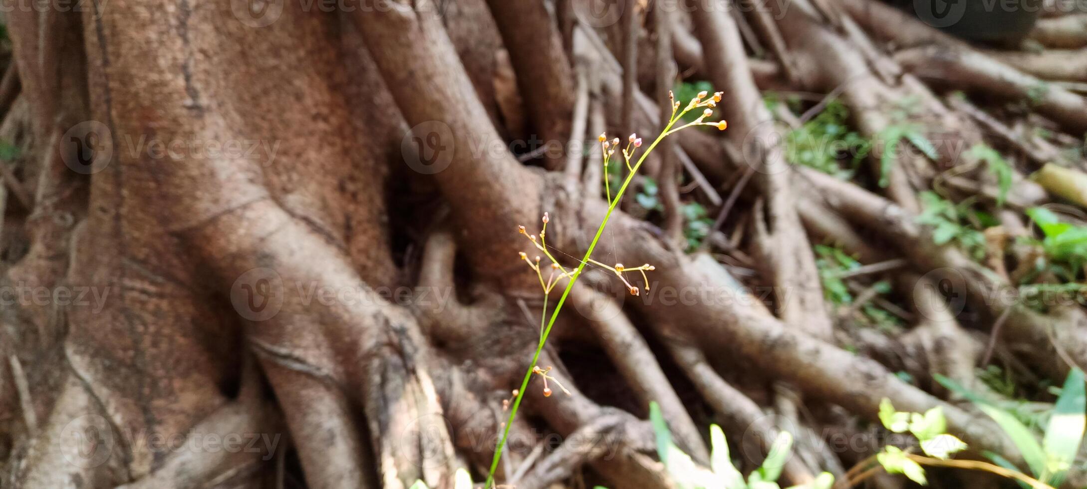 Tree roots and small plants nearby photo