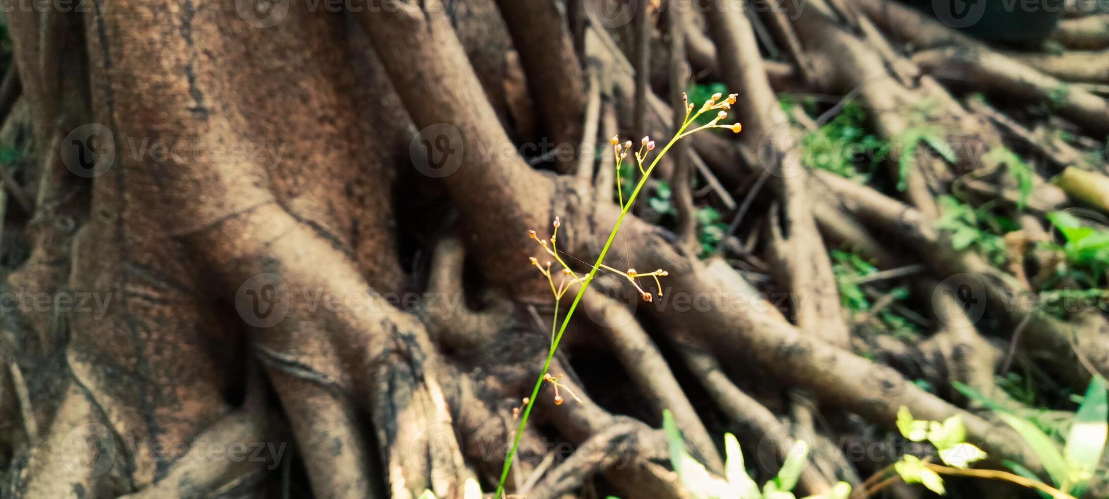 Tree roots and small plants nearby photo