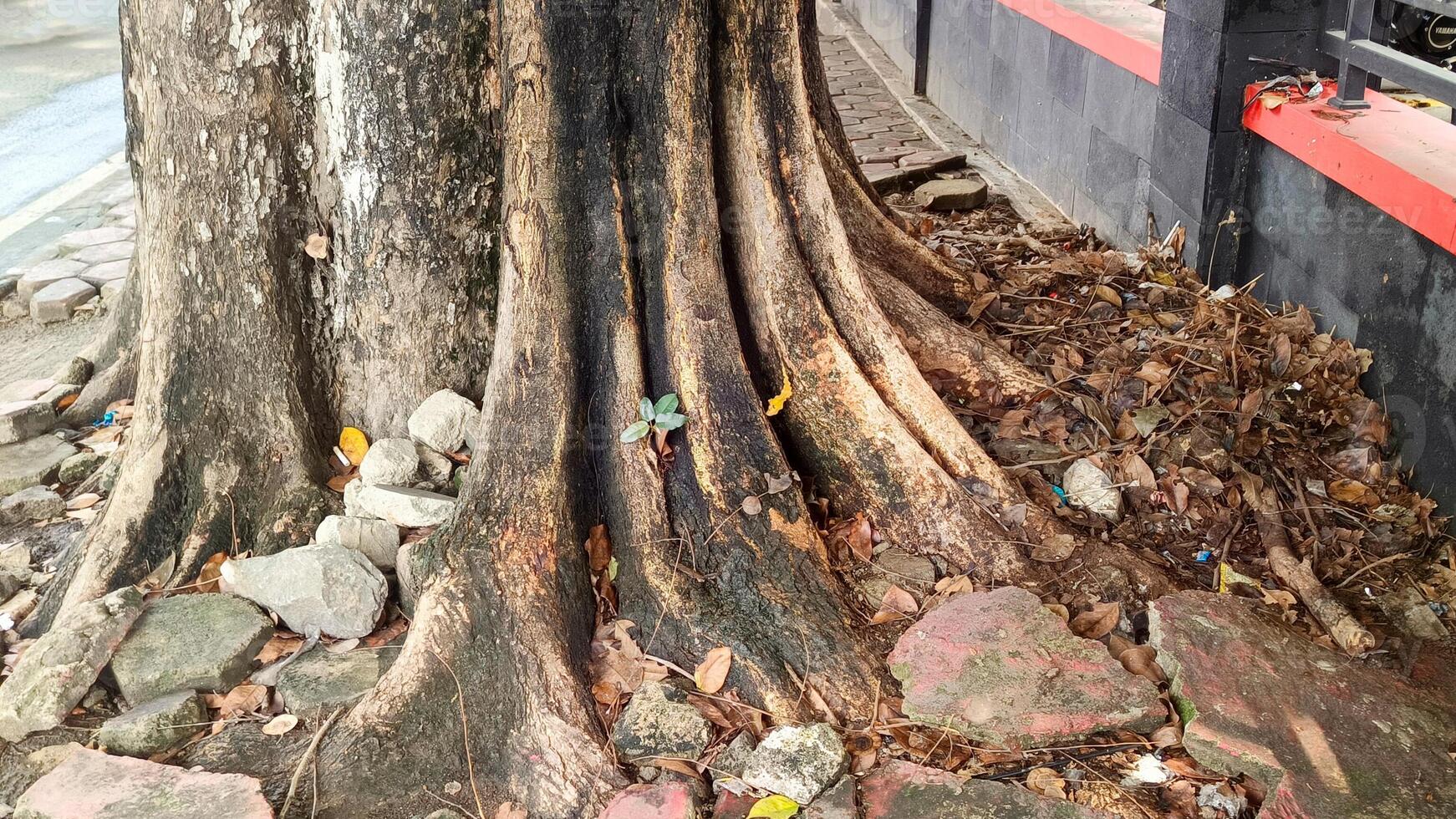 The roots of a large banyan tree photo
