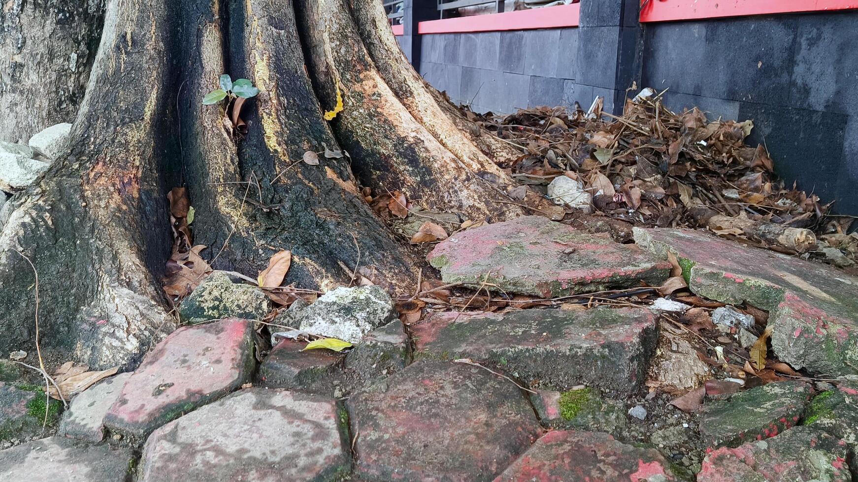 The roots of a large banyan tree photo