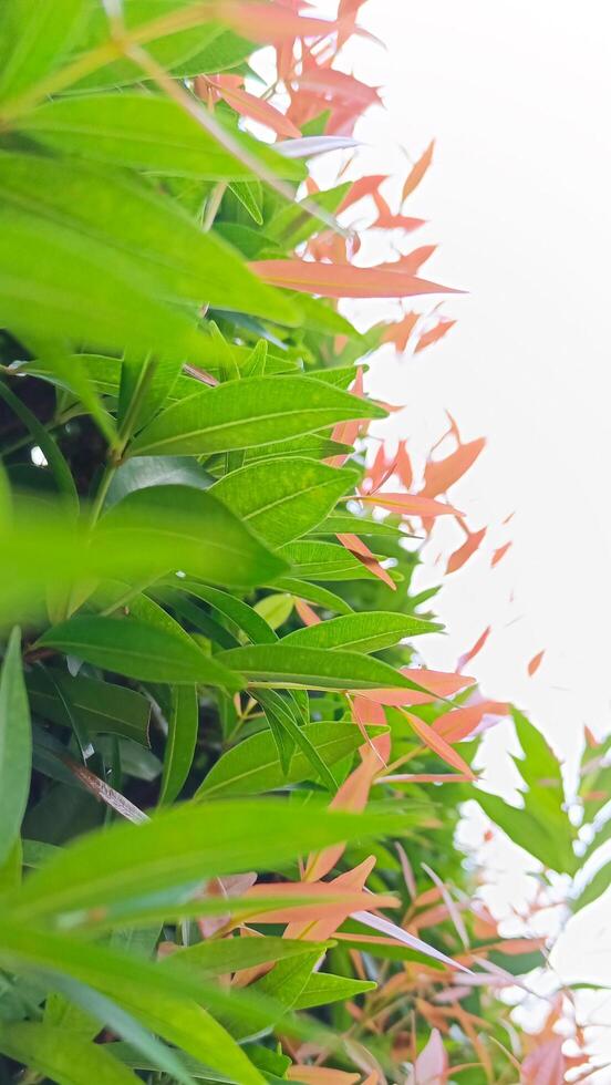 Red shoot leaf plants that grow abundantly photo