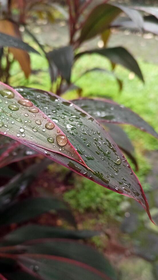 The green and pink leaves that have just been rained photo