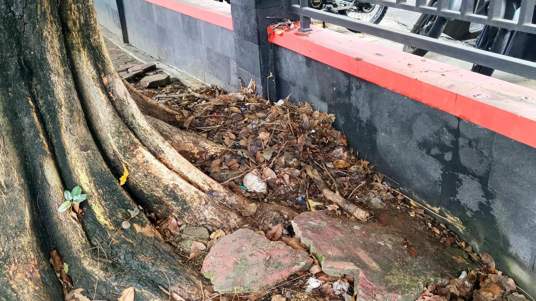 The roots of a large banyan tree photo