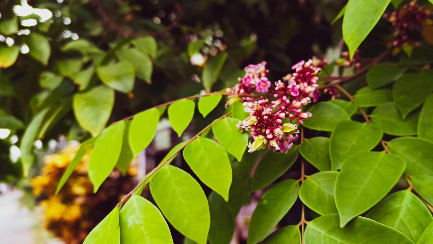 Small pink flowers that have not yet bloomed photo