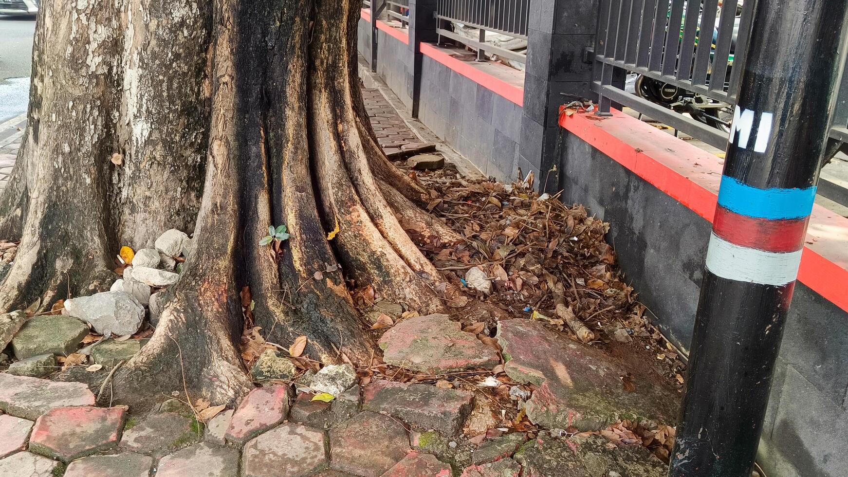 The roots of a large banyan tree photo