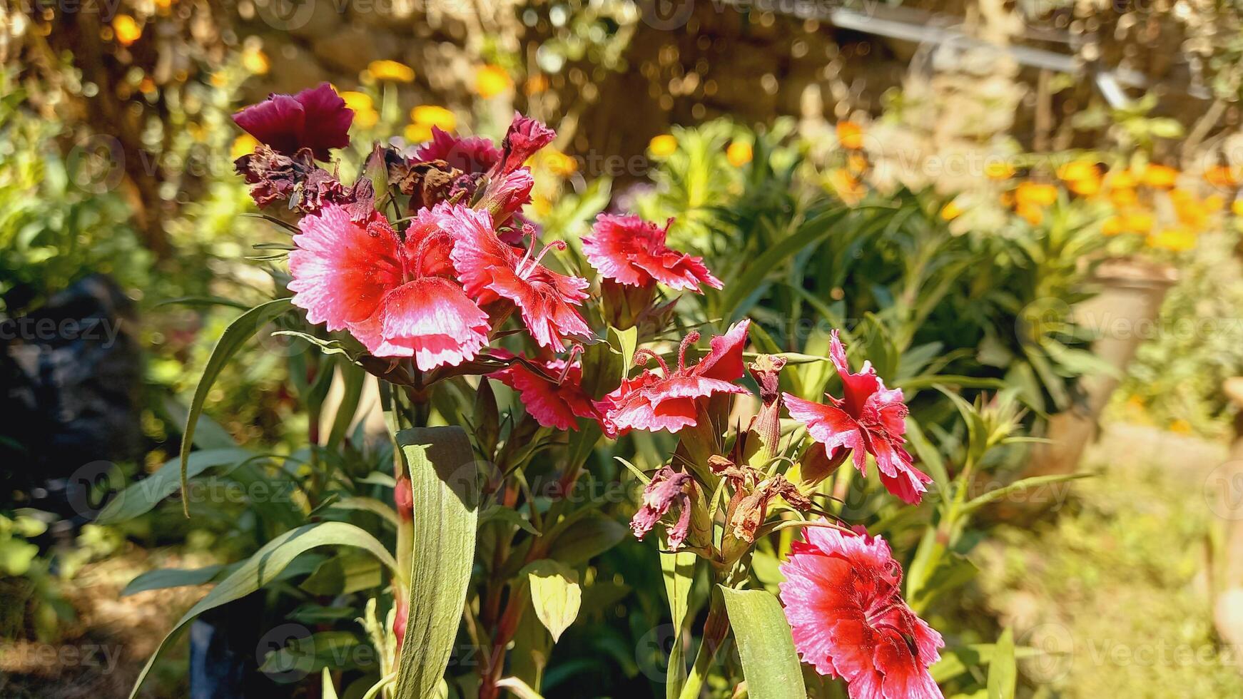Carnation, Dianthus or Clove flowers in a garden photo