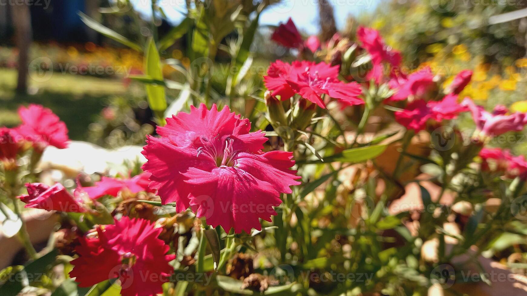Carnation, Dianthus or Clove flowers in a garden photo