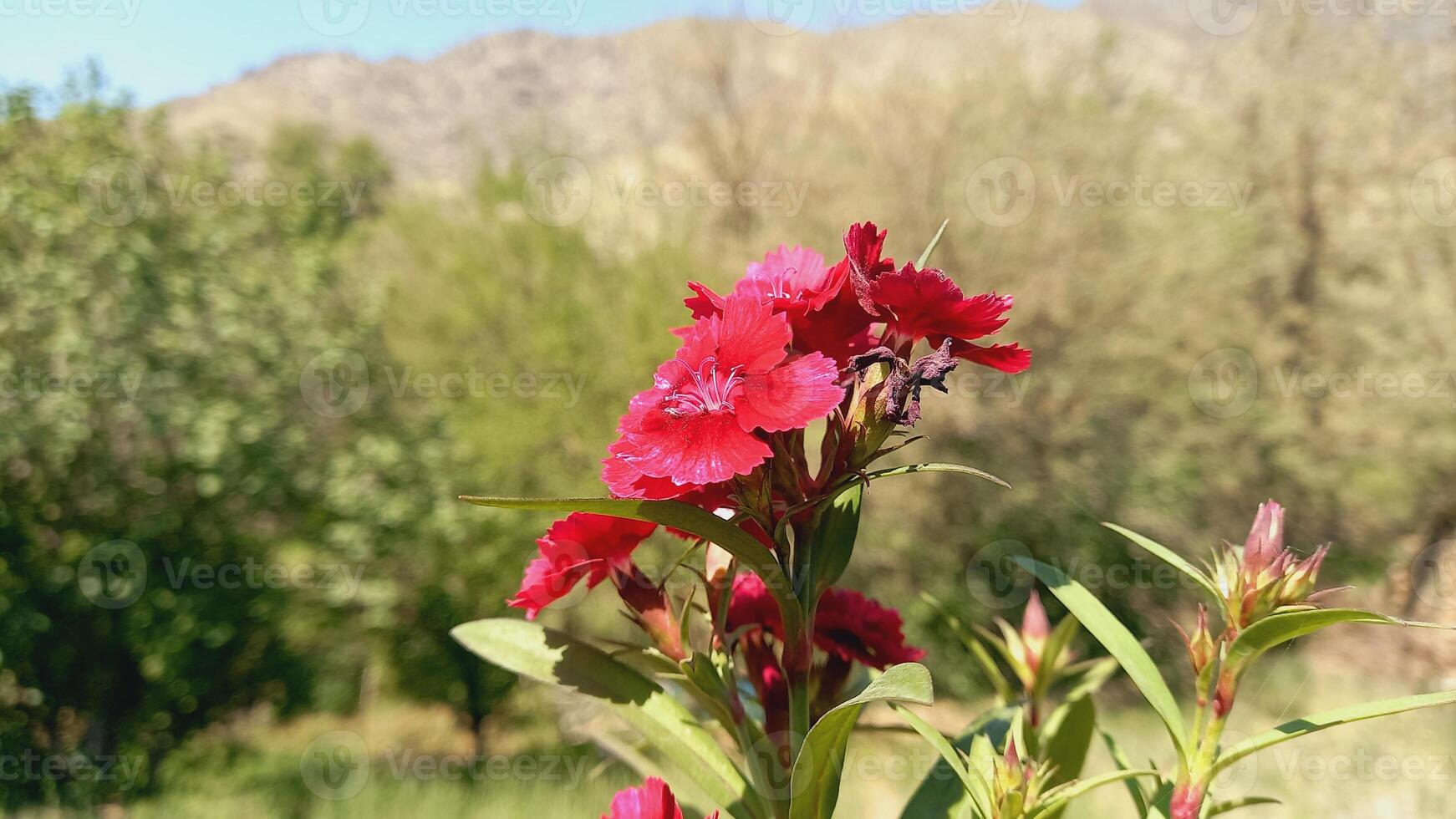 Carnation, Dianthus or Clove flowers in a garden photo