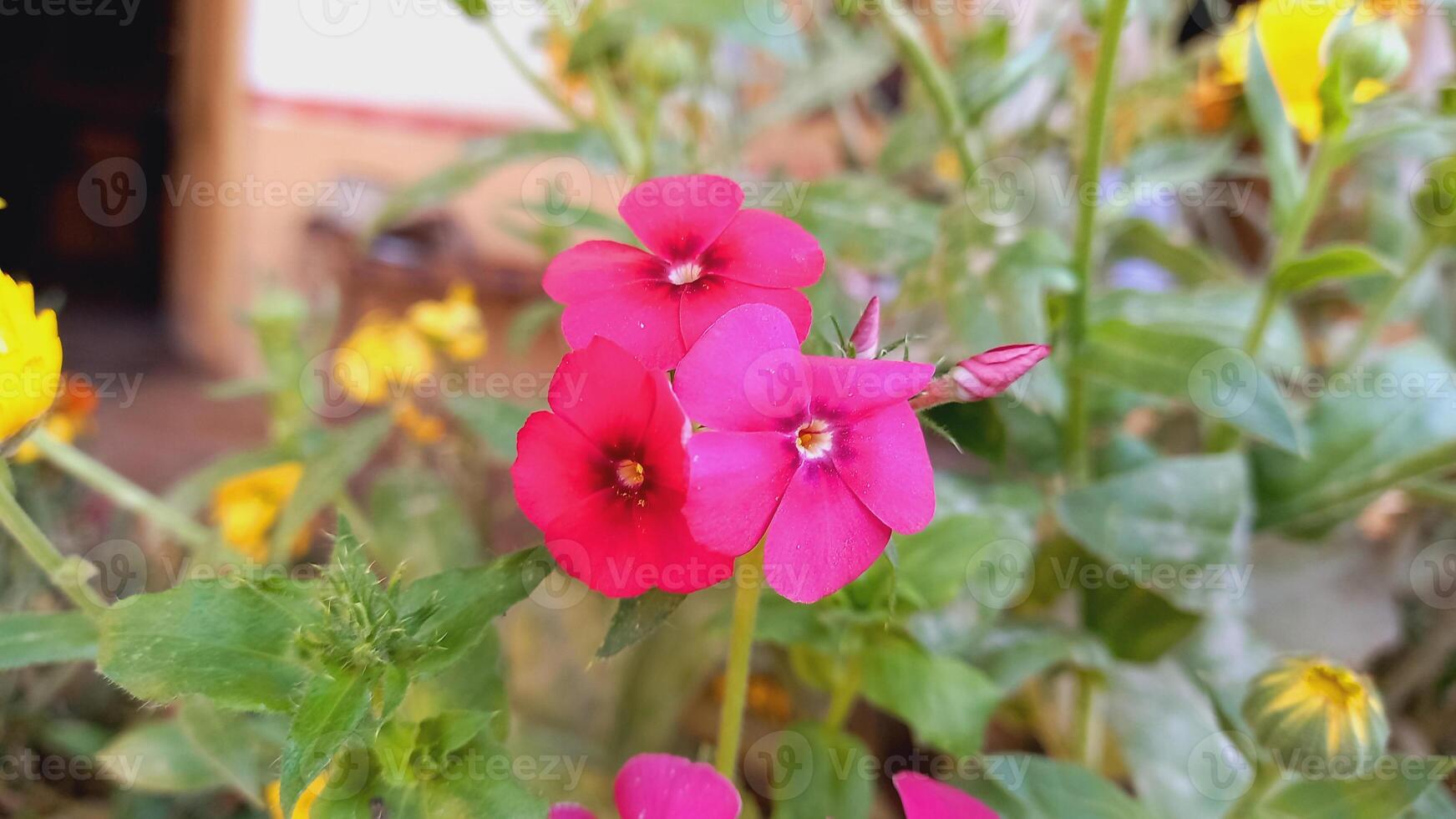 rosado flores de flox tambormondii, Drummond flox o anual flox foto