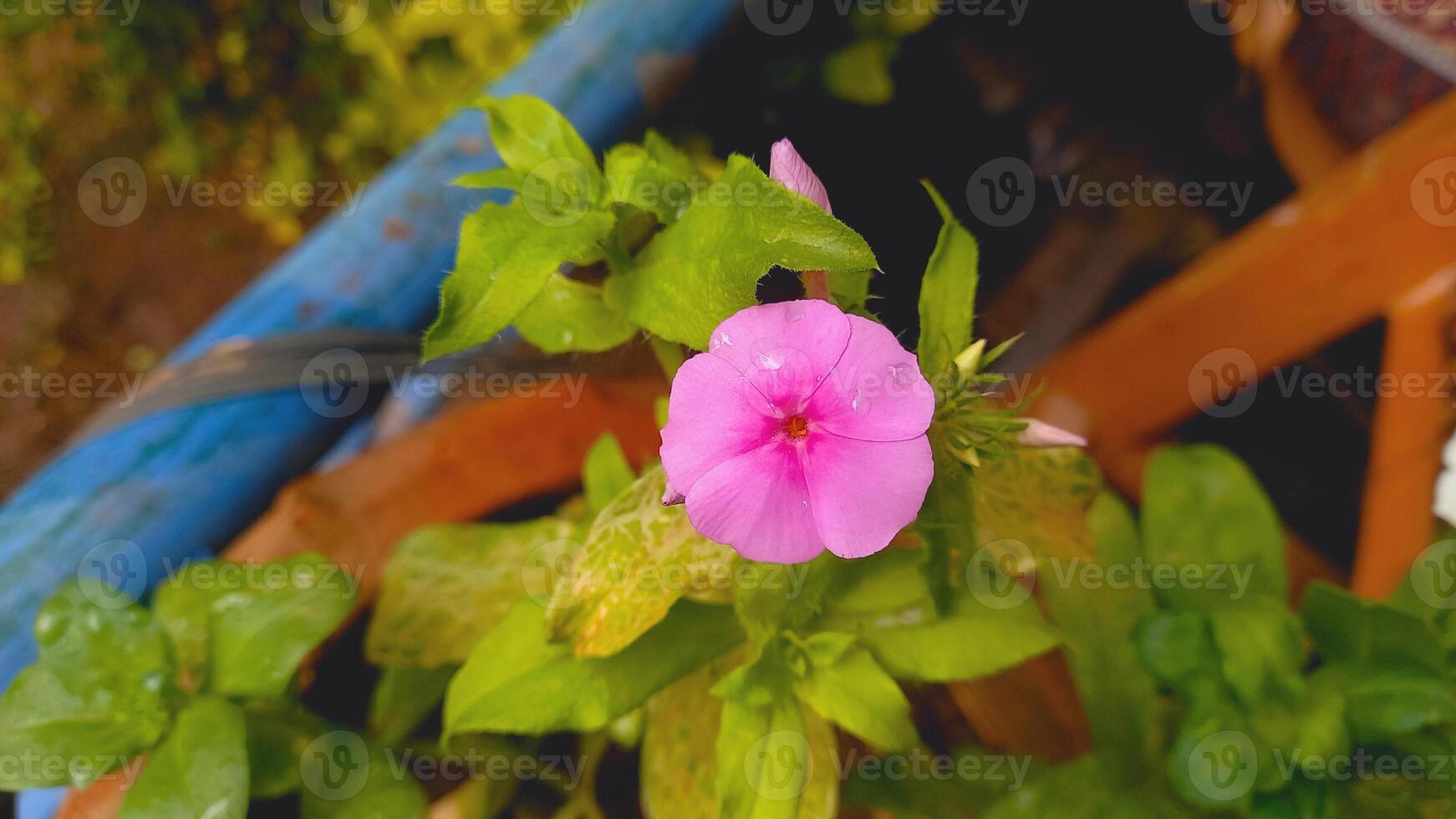 Pink Flowers of Phlox Drummondii, Drummond's Phlox or annual Phlox photo