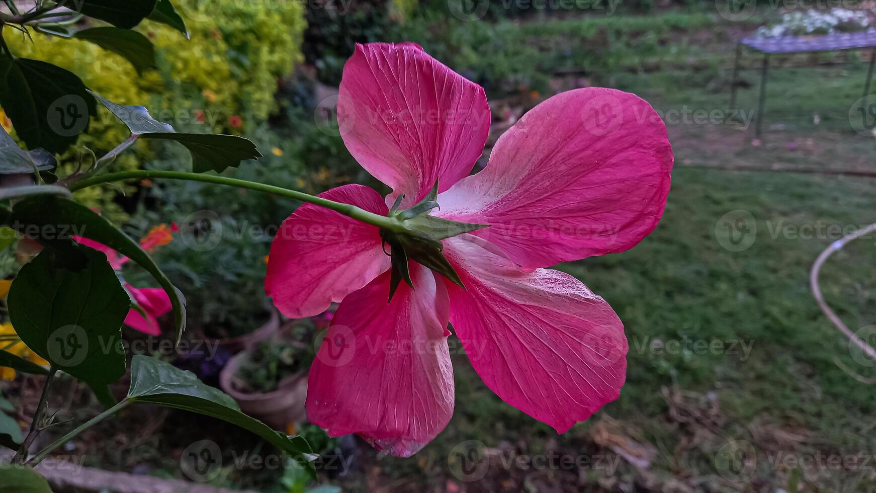 Hibiscus rosa-sinensis, Chinese hibiscus, China rose, Hawaiian hibiscus, rose mallow and shoeblack plant, photo