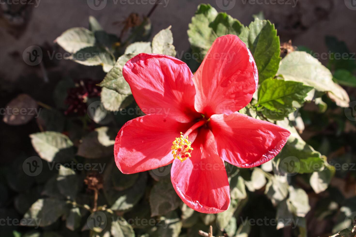 Hibiscus rosa-sinensis, Chinese hibiscus, China rose, Hawaiian hibiscus, rose mallow and shoeblack plant, photo