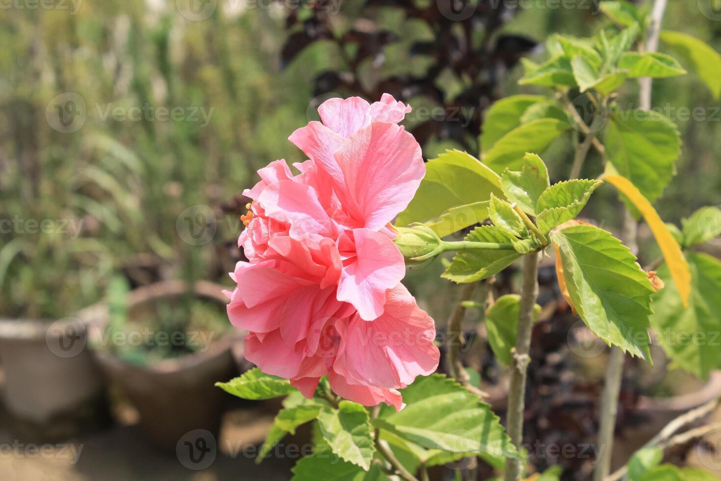 Hibiscus rosa-sinensis, Chinese hibiscus, China rose, Hawaiian hibiscus, rose mallow and shoeblack plant, photo