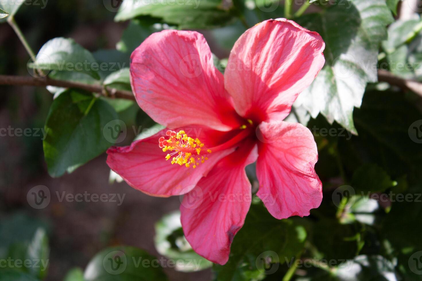 Hibiscus rosa-sinensis, Chinese hibiscus, China rose, Hawaiian hibiscus, rose mallow and shoeblack plant, photo