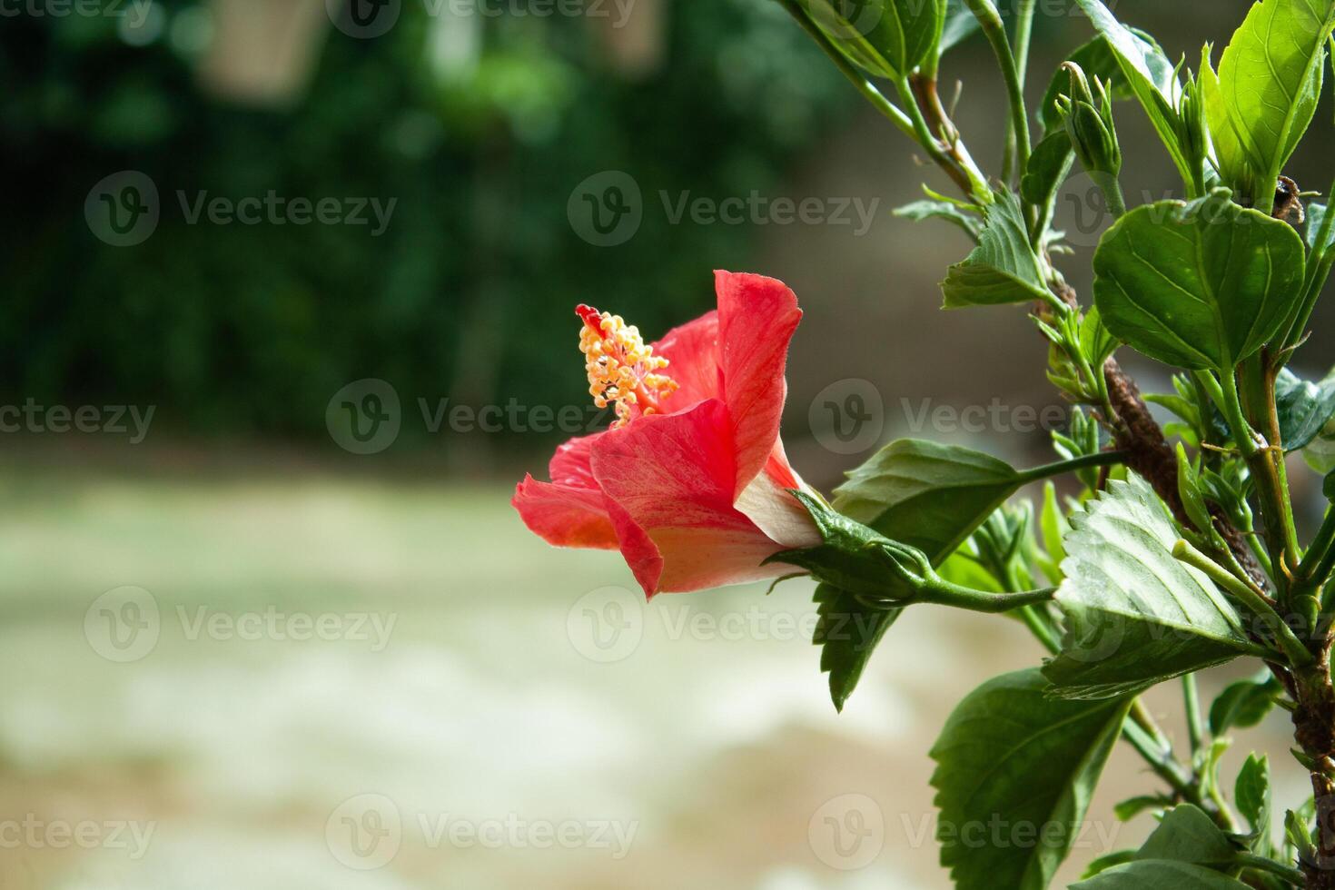 Hibiscus rosa-sinensis, Chinese hibiscus, China rose, Hawaiian hibiscus, rose mallow and shoeblack plant, photo
