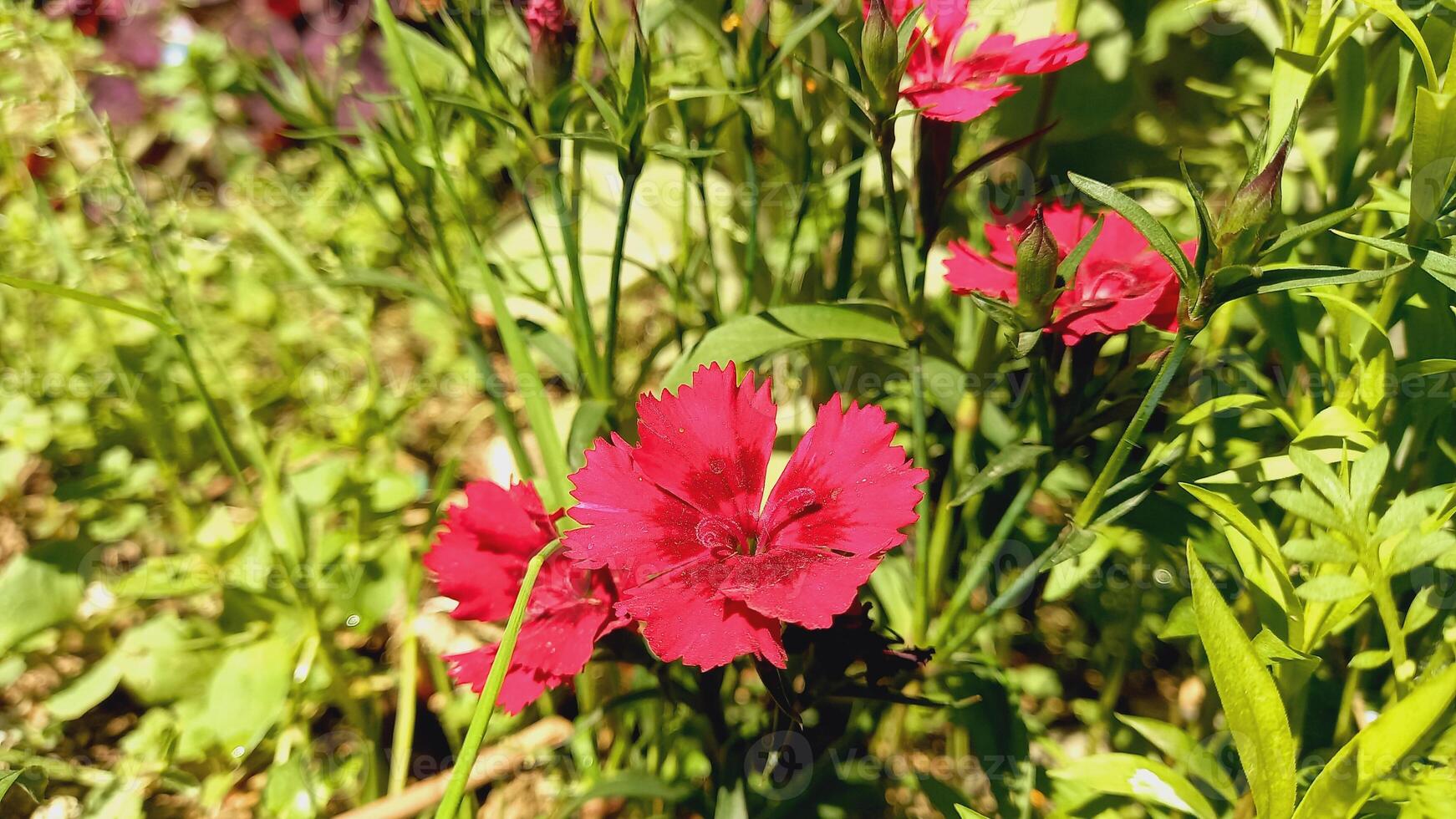 Carnation, Dianthus or Clove flowers in a garden photo
