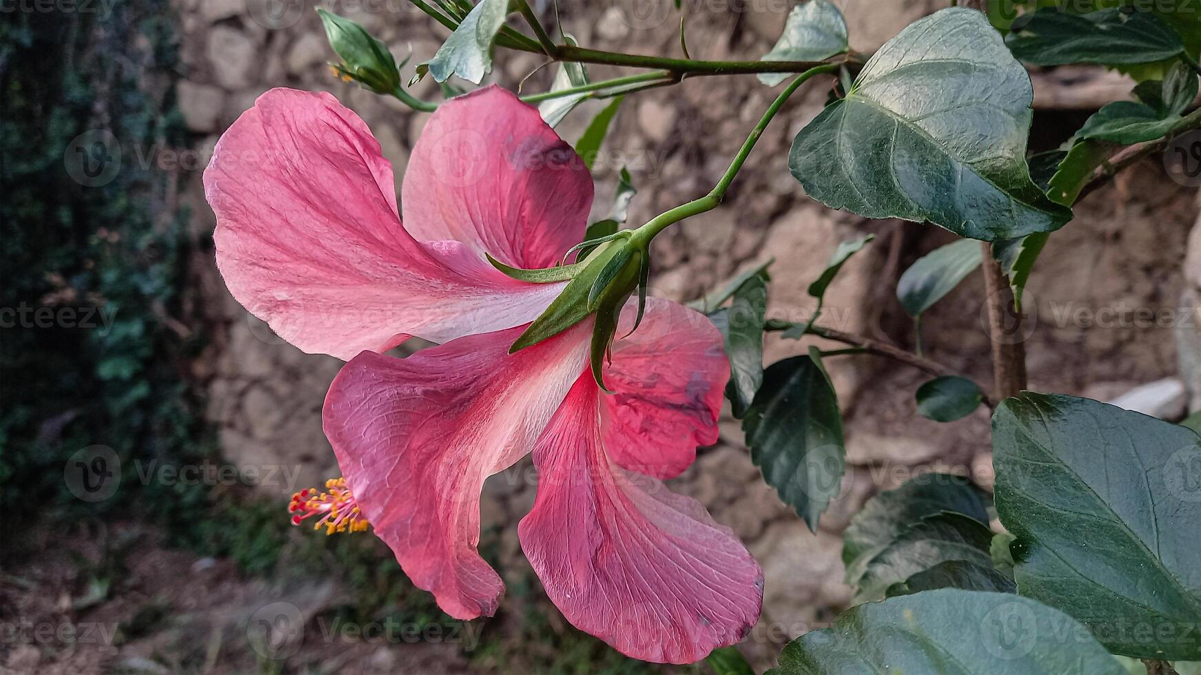 Hibiscus rosa-sinensis, Chinese hibiscus, China rose, Hawaiian hibiscus, rose mallow and shoeblack plant, photo