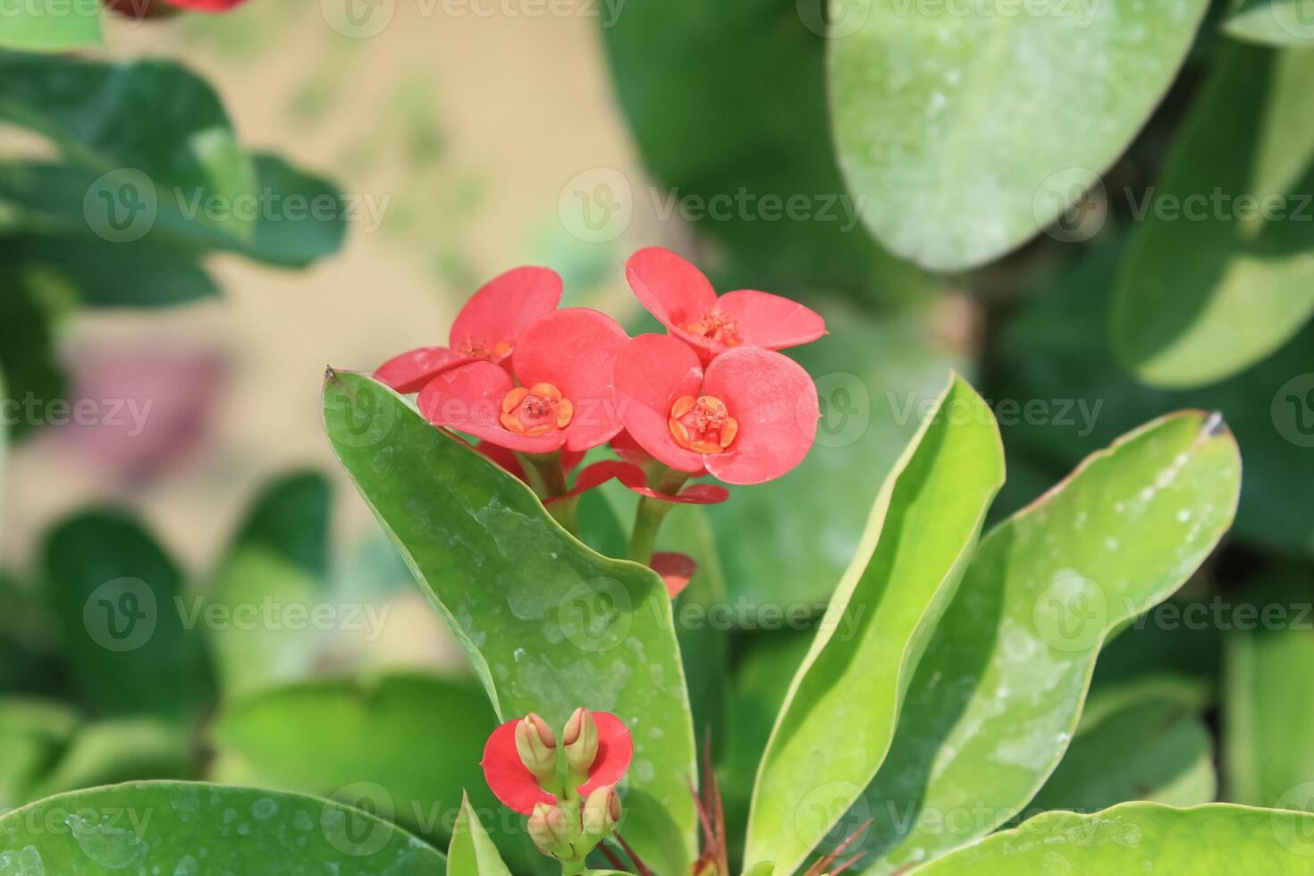 Crown of thorns, Euphorbia geroldii, Euphorbia lophogona photo