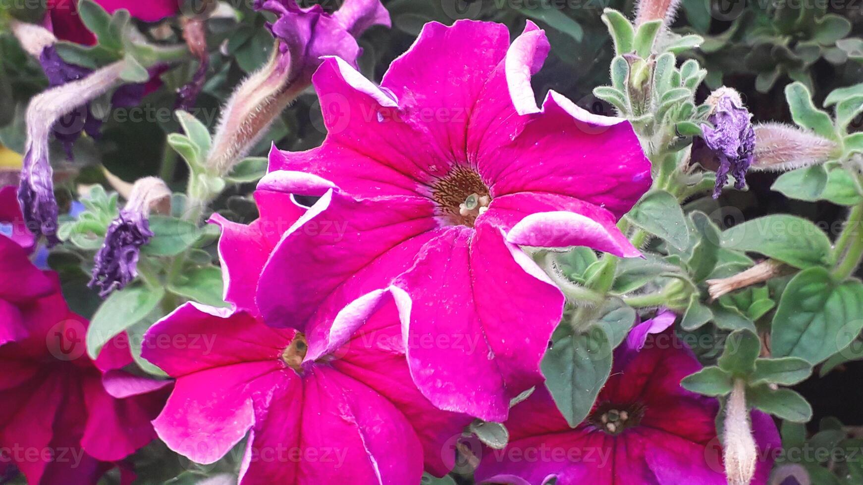 Grandiflora, Hedgiflora, Multiflora, Milliflora, Seaside Petunia, Wild Petunia, Midget Petunia or Surfinia Petunia beautiful flowers photo