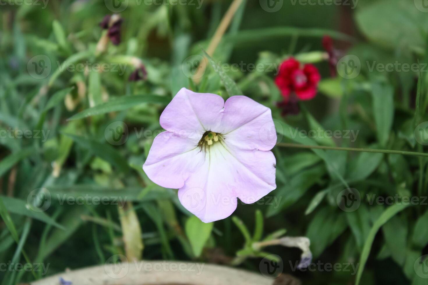 Grandiflora, Hedgiflora, Multiflora, Milliflora, Seaside Petunia, Wild Petunia, Midget Petunia or Surfinia Petunia beautiful flowers photo