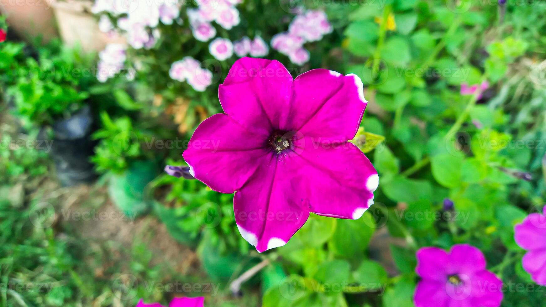 Grandiflora, Hedgiflora, Multiflora, Milliflora, Seaside Petunia, Wild Petunia, Midget Petunia or Surfinia Petunia beautiful flowers photo