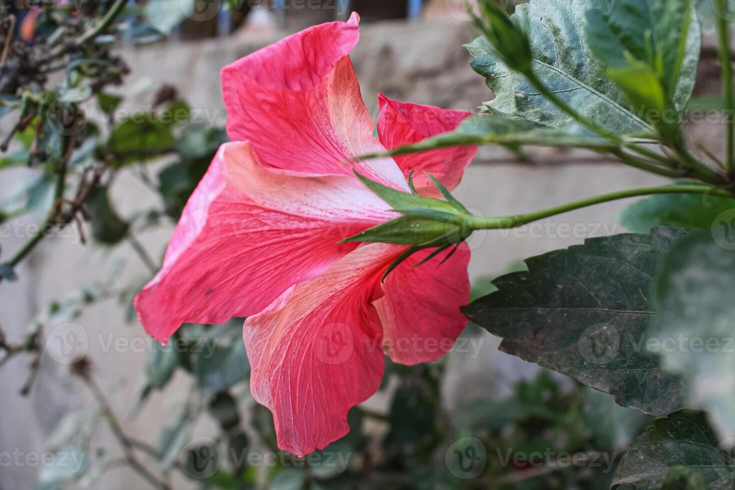 Hibiscus rosa-sinensis, Chinese hibiscus, China rose, Hawaiian hibiscus, rose mallow and shoeblack plant, photo