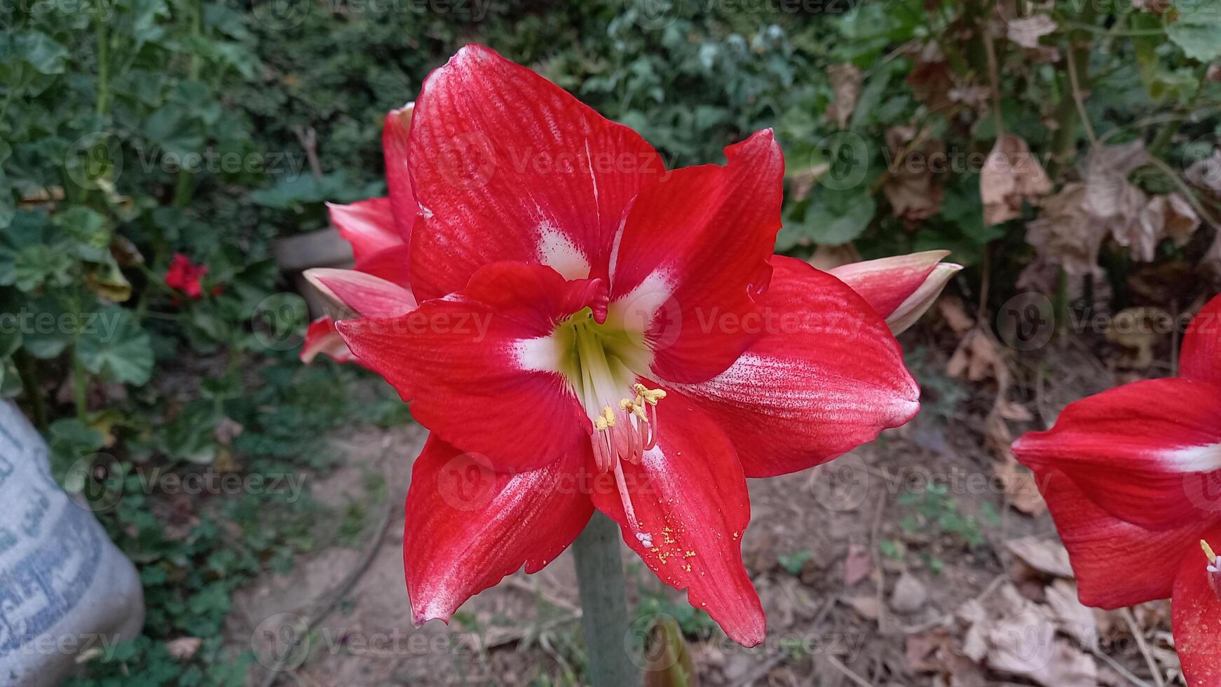 Lilly, Amaryllis or Hippeastrum red flowers photo