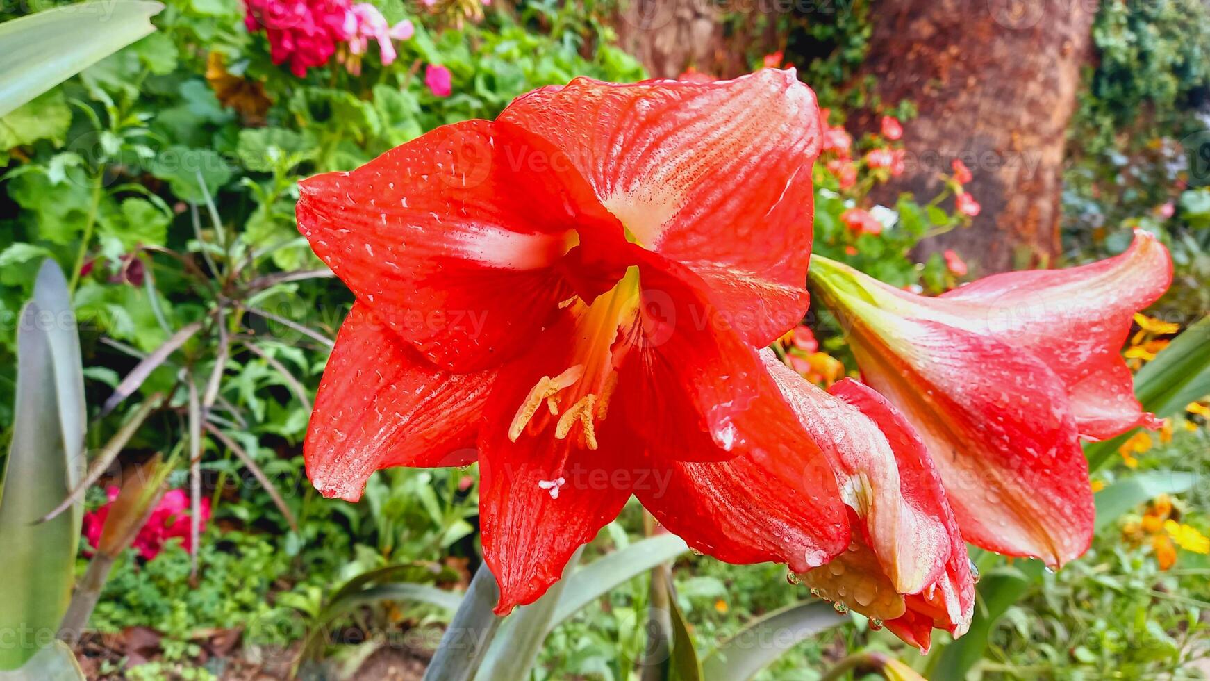 Lilly, Amaryllis or Hippeastrum red flowers photo