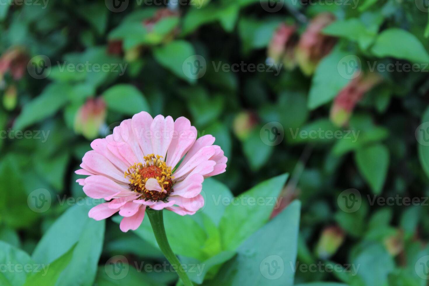 Zinnia, Old-fashioned, old maid, and Zennia elegans flowers photo
