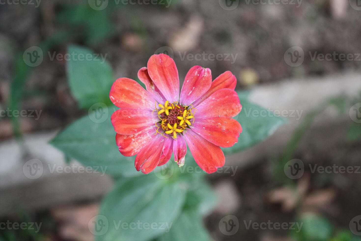Zinnia, Old-fashioned, old maid, and Zennia elegans flowers photo