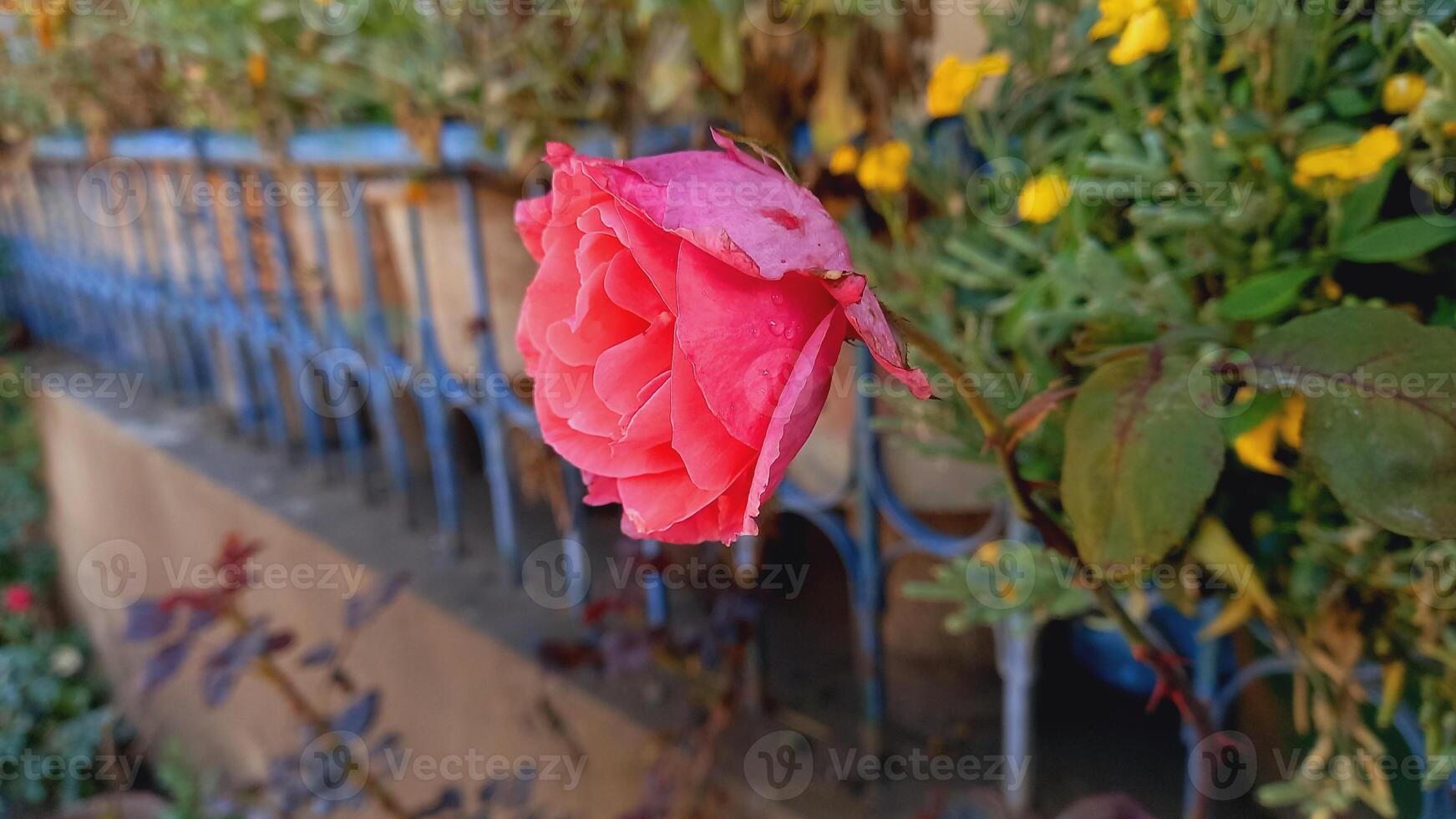 Vibrant Red and Pink Rose Flowers with Rich Colors and Elegant Composition Perfect for Various Design Projects and Creative Users photo
