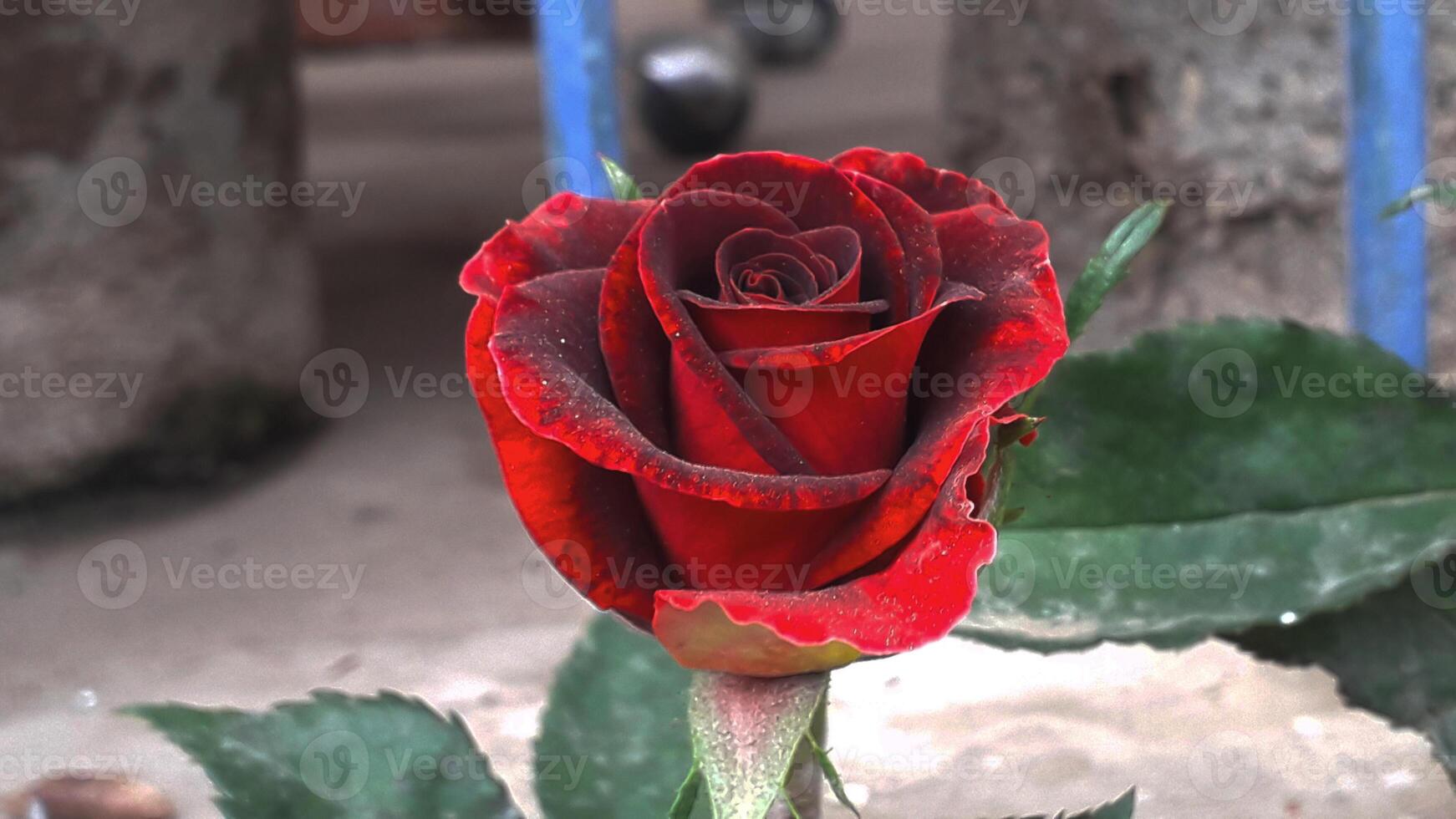 Vibrant Red and Pink Rose Flowers with Rich Colors and Elegant Composition Perfect for Various Design Projects and Creative Users photo